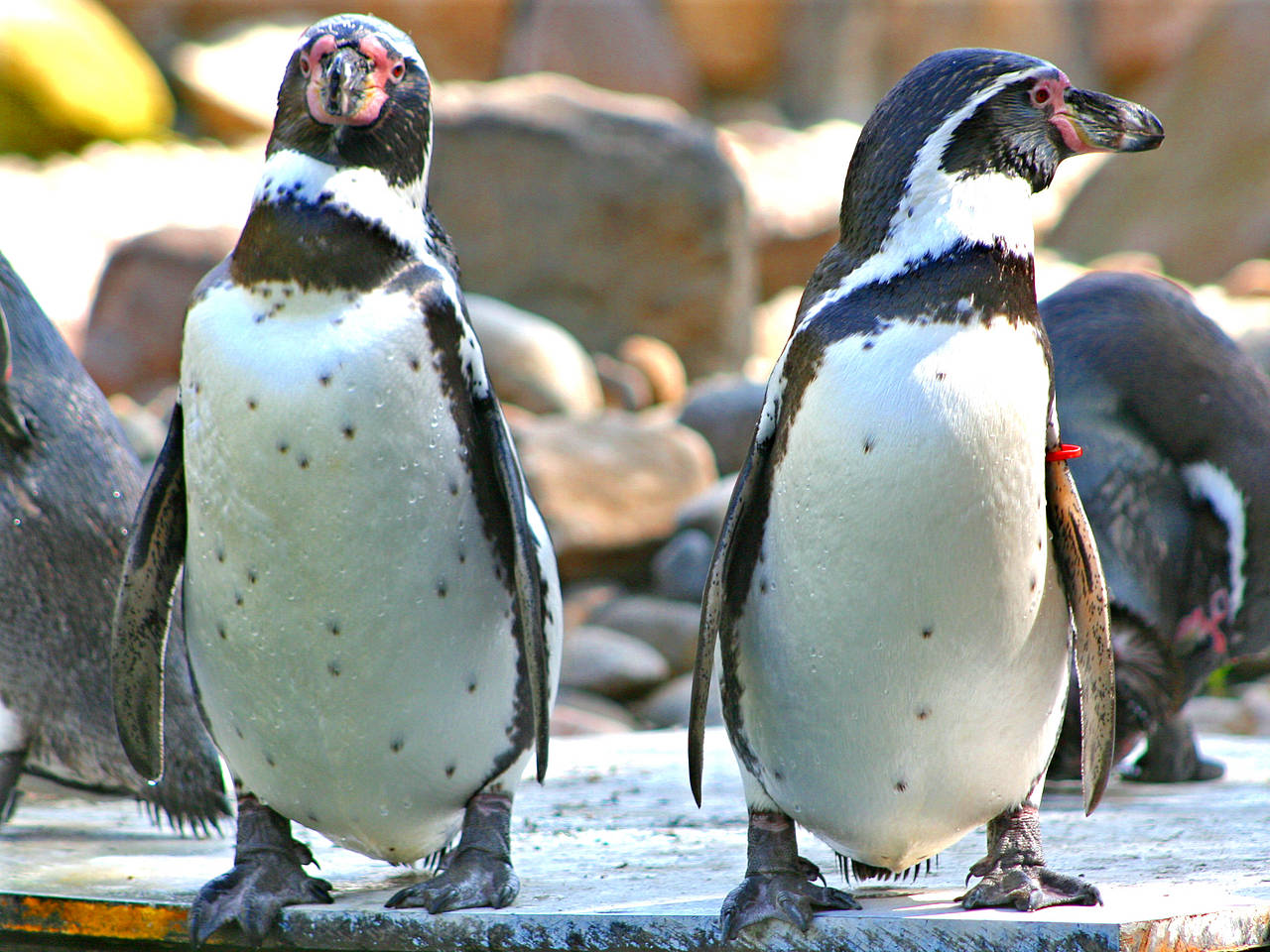 Zoo am Meer